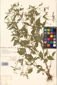 Galinsoga parviflora Cav., Eastern Europe, Lower Volga region (E9) (Russia)