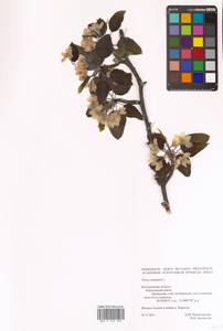 Pyrus communis L., Eastern Europe, Central forest-and-steppe region (E6) (Russia)