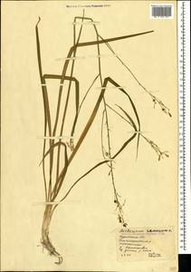 Anthericum ramosum L., Crimea (KRYM) (Russia)