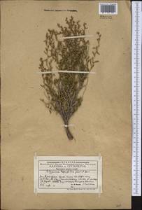 Polygonum thymifolium Jaub. & Spach, Middle Asia, Western Tian Shan & Karatau (M3) (Kazakhstan)