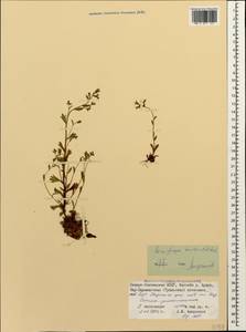 Saxifraga tridactylites L., Caucasus, North Ossetia, Ingushetia & Chechnya (K1c) (Russia)