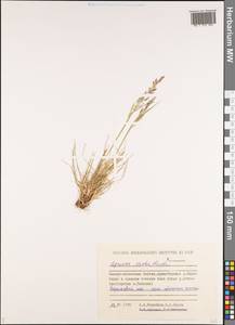 Agrostis vinealis Schreb., Siberia, Yakutia (S5) (Russia)