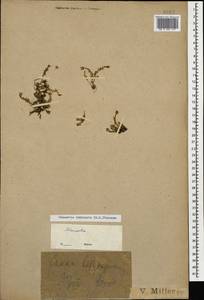 Pseudocherleria imbricata (M. Bieb.) Dillenb. & Kadereit, Caucasus, Krasnodar Krai & Adygea (K1a) (Russia)