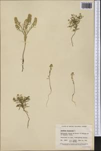 Lepidium virginicum L., America (AMER) (Canada)