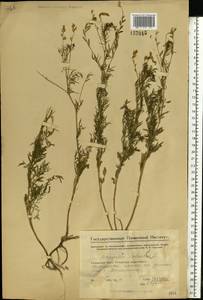 Astragalus sulcatus L., Eastern Europe, Eastern region (E10) (Russia)