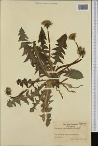 Taraxacum stenoglossum Brenner, Western Europe (EUR) (Sweden)