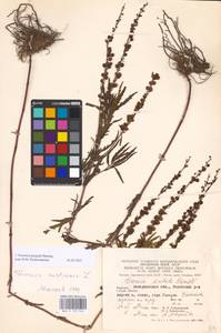MHA 0 159 942, Veronica austriaca subsp. jacquinii (Baumg.) Watzl, Eastern Europe, West Ukrainian region (E13) (Ukraine)