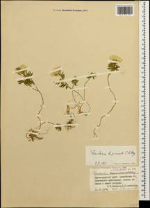 Cardamine bipinnata (C. A. Mey.) O. E. Schulz, Caucasus, Krasnodar Krai & Adygea (K1a) (Russia)