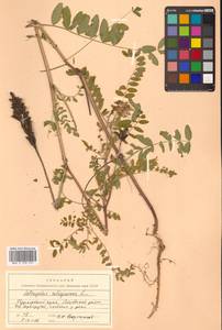 Astragalus uliginosus L., Siberia, Russian Far East (S6) (Russia)