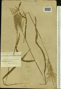 Miscanthus sacchariflorus (Maxim.) Benth. & Hook.f. ex Franch., Siberia, Russian Far East (S6) (Russia)