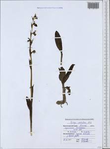 Ophrys scolopax subsp. cornuta (Steven) E.G.Camus, Caucasus, Krasnodar Krai & Adygea (K1a) (Russia)