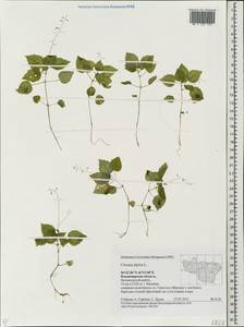 Circaea alpina L., Eastern Europe, Central region (E4) (Russia)
