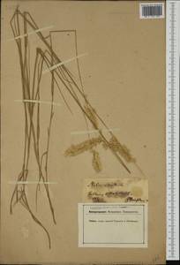 Melica ciliata L., Western Europe (EUR) (Germany)