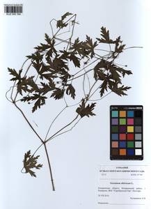 KUZ 000 164, Geranium sibiricum L., Siberia, Altai & Sayany Mountains (S2) (Russia)