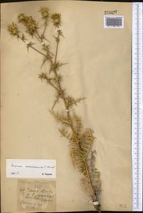 Cousinia sarawschanica C. Winkl., Middle Asia, Pamir & Pamiro-Alai (M2) (Uzbekistan)