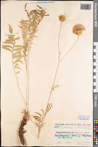 Rhaponticoides ruthenica (Lam.) M. V. Agab. & Greuter, Eastern Europe, North Ukrainian region (E11) (Ukraine)