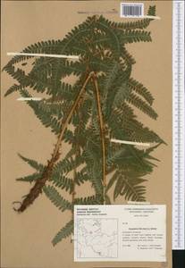 Dryopteris filix-mas (L.) Schott, Western Europe (EUR) (Germany)