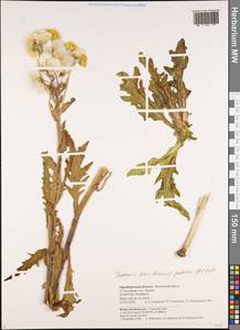 Tephroseris palustris (L.) Fourr., Eastern Europe, Eastern region (E10) (Russia)