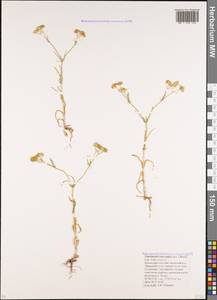 Valerianella lasiocarpa (Stev.) Betcke, Caucasus, Krasnodar Krai & Adygea (K1a) (Russia)