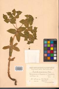Euphorbia hylonoma Hand.-Mazz., Siberia, Russian Far East (S6) (Russia)