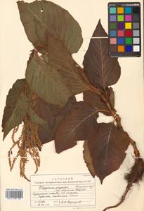 Koenigia weyrichii (F. Schmidt) T. M. Schust. & Reveal, Siberia, Russian Far East (S6) (Russia)