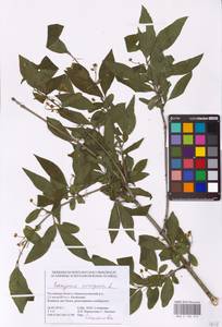 Euonymus europaeus L., Eastern Europe, Rostov Oblast (E12a) (Russia)