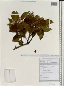 Syringa reticulata (Blume) H.Hara, South Asia, South Asia (Asia outside ex-Soviet states and Mongolia) (ASIA) (South Korea)