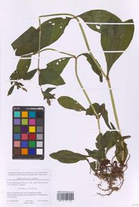 Silene dioica subsp. dioica, Eastern Europe, Moscow region (E4a) (Russia)
