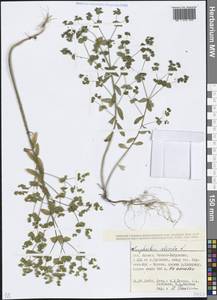 Euphorbia stricta L., Caucasus, North Ossetia, Ingushetia & Chechnya (K1c) (Russia)