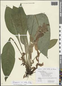 Pulmonaria × notha A.Kern., Eastern Europe, Central region (E4) (Russia)