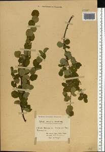 Betula nana × humilis, Eastern Europe, Central forest region (E5) (Russia)