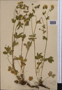 Potentilla chrysantha, Middle Asia, Western Tian Shan & Karatau (M3) (Not classified)