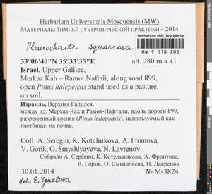 Pleurochaete squarrosa (Brid.) Lindb., Bryophytes, Bryophytes - Asia (outside ex-Soviet states) (BAs) (Israel)