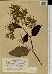 Koenigia weyrichii (F. Schmidt) T. M. Schust. & Reveal, Siberia, Russian Far East (S6) (Russia)