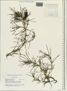 Soda inermis (Moench) Fourr., Crimea (KRYM) (Russia)