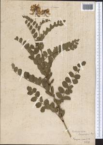 Hedysarum semenovii Regel & Herder, Middle Asia, Western Tian Shan & Karatau (M3)