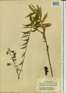 Adenophora gmelinii subsp. gmelinii, Siberia, Central Siberia (S3) (Russia)