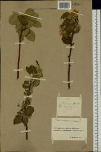 Malus sylvestris Mill., Eastern Europe, Rostov Oblast (E12a) (Russia)