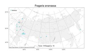 Fragaria ×ananassa (Weston) Rozier, Atlas of the Russian Flora (FLORUS) (Russia)