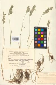 Bromus hordeaceus subsp. hordeaceus, Eastern Europe, West Ukrainian region (E13) (Ukraine)