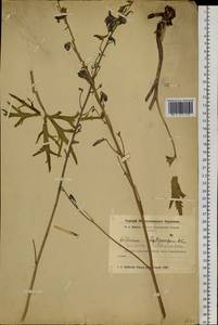 Delphinium dictyocarpum DC., Siberia, Altai & Sayany Mountains (S2) (Russia)