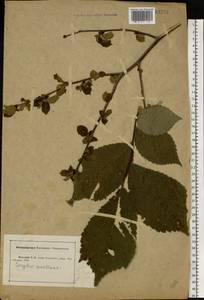 Corylus avellana L., Eastern Europe, Central forest-and-steppe region (E6) (Russia)