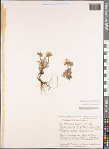 Tephroseris jacutica (Schischk.) Holub, Siberia, Yakutia (S5) (Russia)