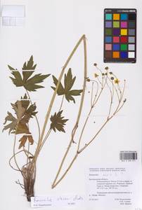 Ranunculus acris subsp. acris, Eastern Europe, Central forest-and-steppe region (E6) (Russia)