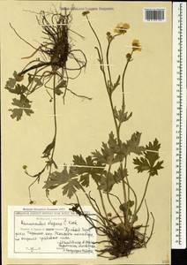 Ranunculus grandiflorus L., Caucasus, Georgia (K4) (Georgia)