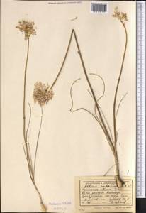 Allium rubellum M.Bieb., Middle Asia, Kopet Dag, Badkhyz, Small & Great Balkhan (M1) (Turkmenistan)