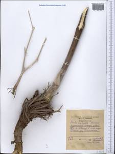 Ferula lithophila Pimenov, Middle Asia, Western Tian Shan & Karatau (M3) (Tajikistan)