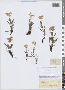 Bupleurum multinerve DC., Siberia, Altai & Sayany Mountains (S2) (Russia)