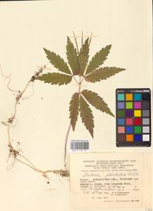 Cardamine glanduligera O.Schwarz, Eastern Europe, West Ukrainian region (E13) (Ukraine)