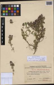 Thymus lenensis, Siberia, Yakutia (S5) (Russia)